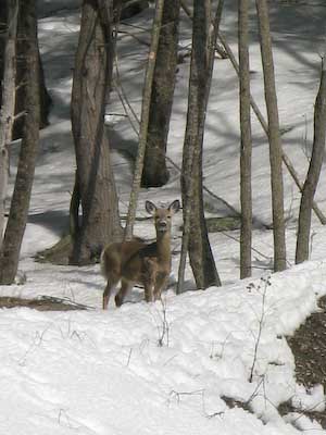 deer-0585.jpg