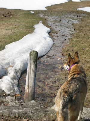 Freya and snow melt