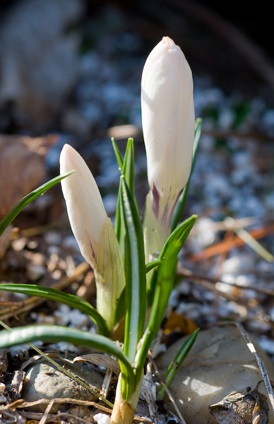 First flower of the season