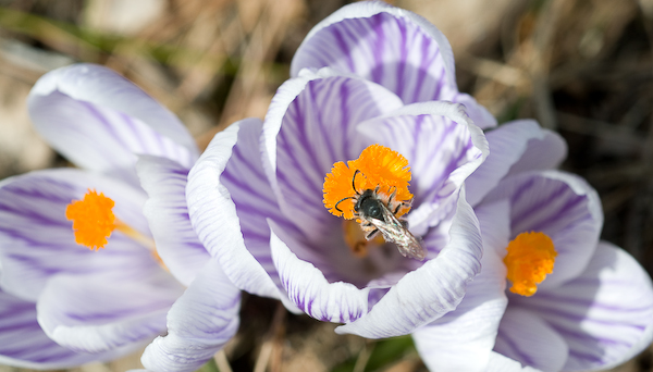 crocus-with-bee-0290