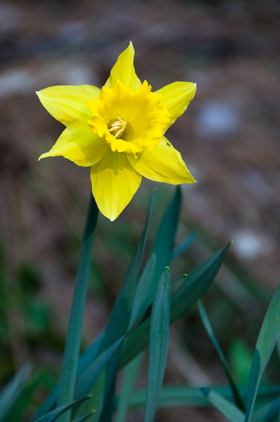 daffodil-0338