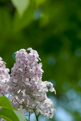 lilac-0524