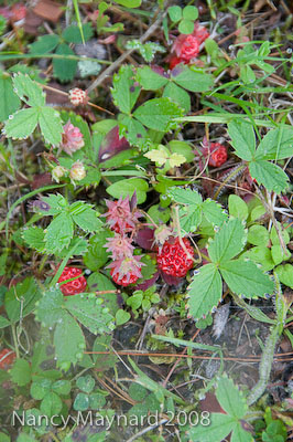 Wild Strawberries-0586