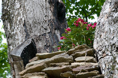 rhododendron-in-tree-0551