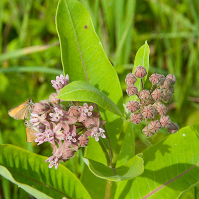 milkweed and butterflies-0660