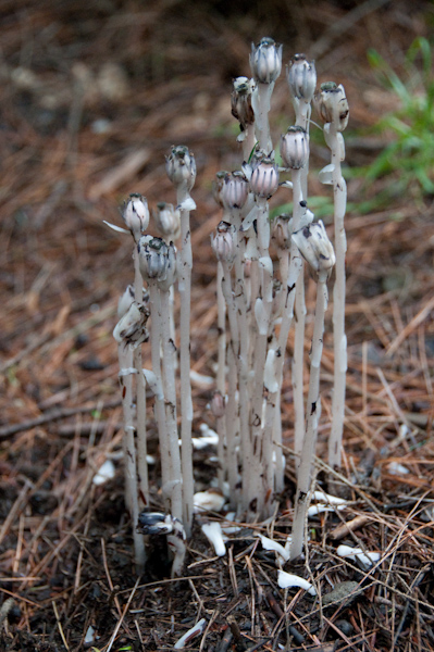 Indian Pipe-0772