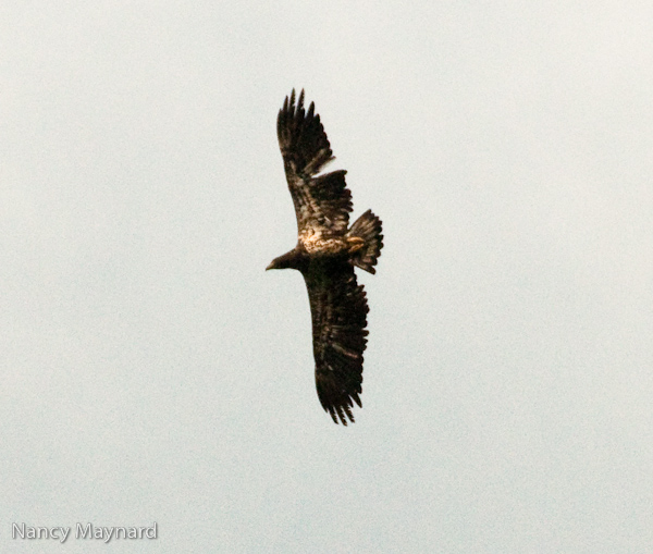 young eagle flying