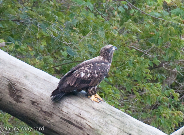 Young eagle on a log.