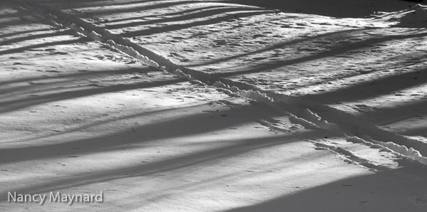 shadows and tracks in the backyard