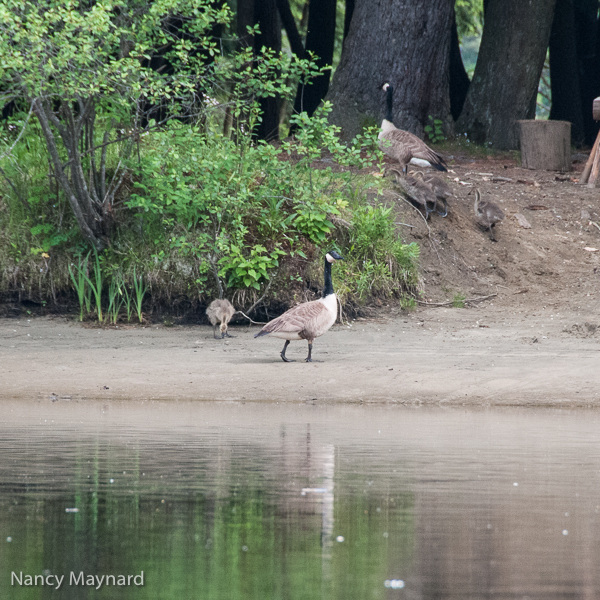 Canadian geese and four goslings