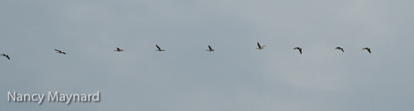 Canadian geese flying