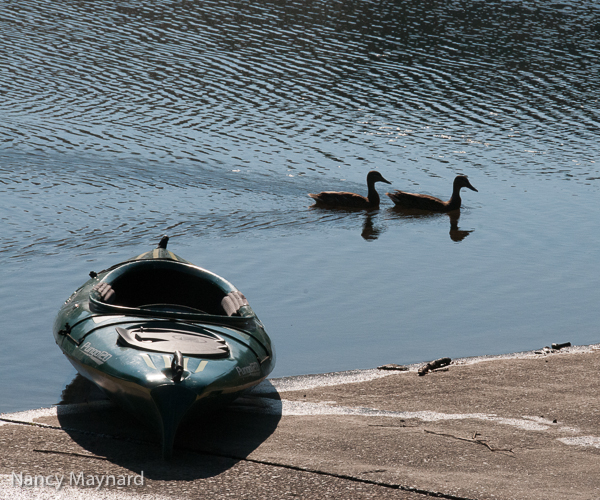 Ducks at the boat landing. 