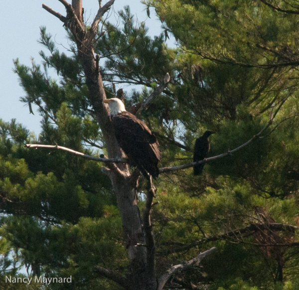 Bald eagle and a crow in the same tree.