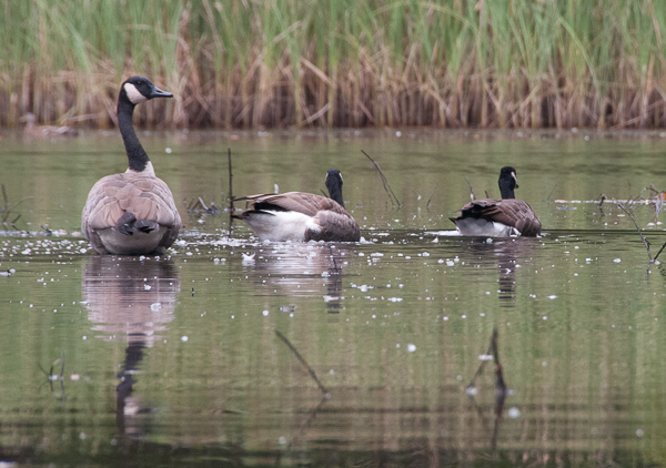 Canadian geese on Mink Brook
