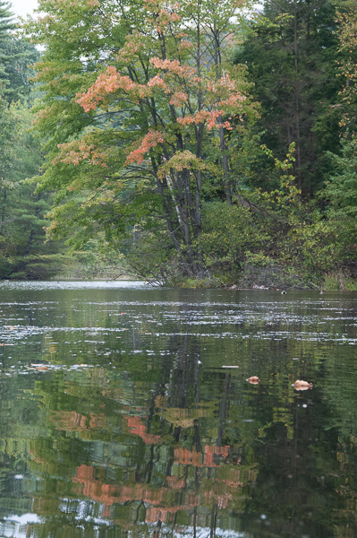 Mink Brook 