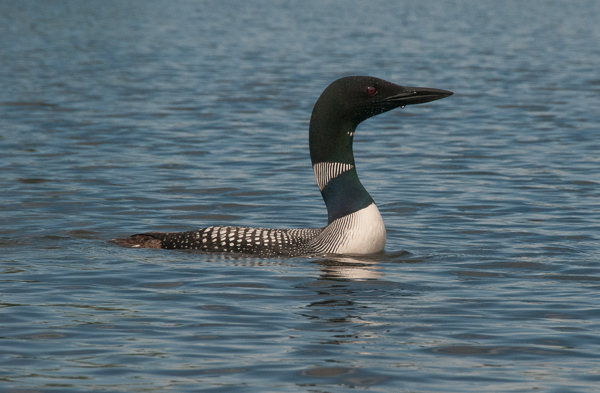 Adult with a long neck
