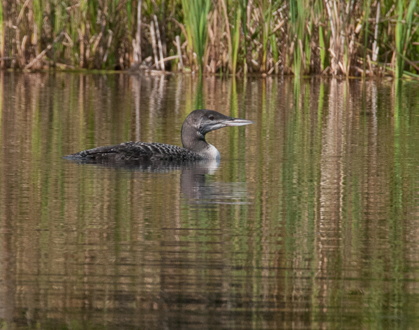 Young loon by the cattails