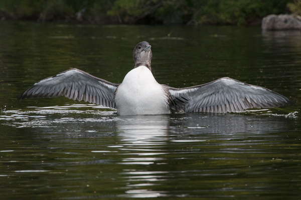 Another young loon stretching.