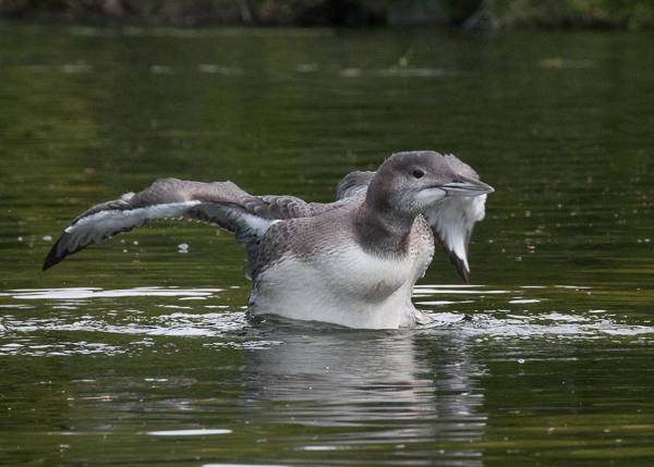 A young loon stretching his wings.