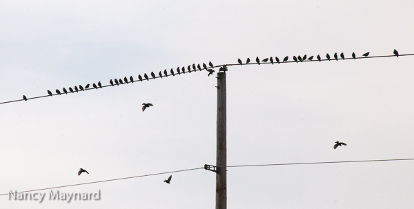 birds on wire-0161