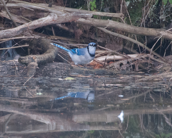 Blue jay