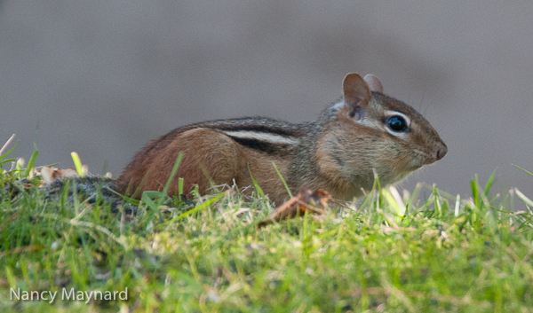 chipmunk-9929