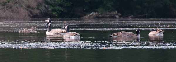 Ducks and geese at the mouth of Mink Brook.