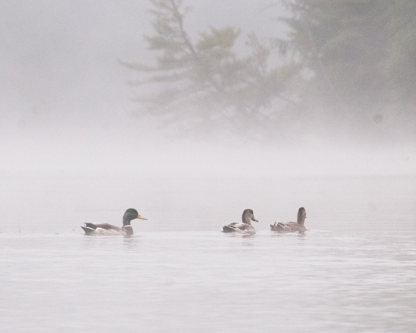 Ducks in fog