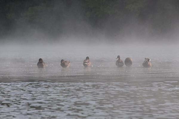 Ducks on log in fog