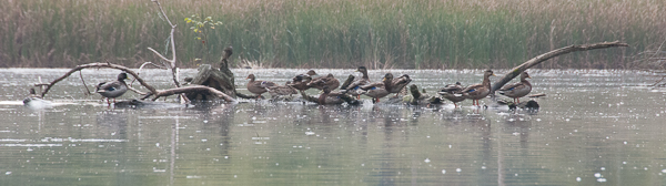 Snag full of ducks on Mink Brook