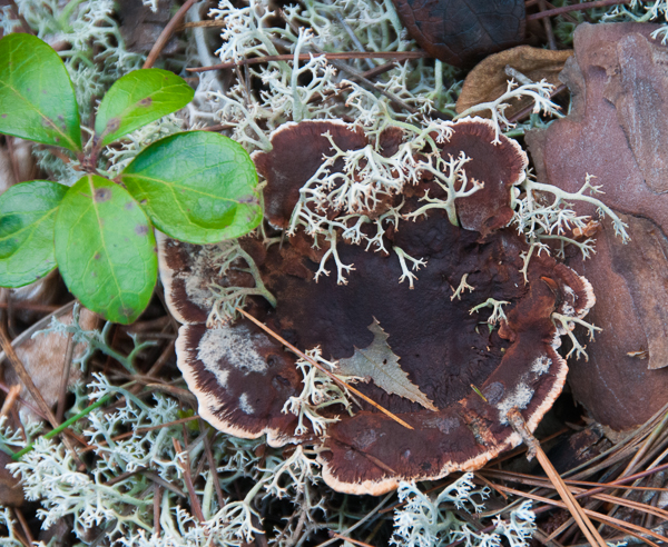 Fungus (and lichen and partridge berry leaves)