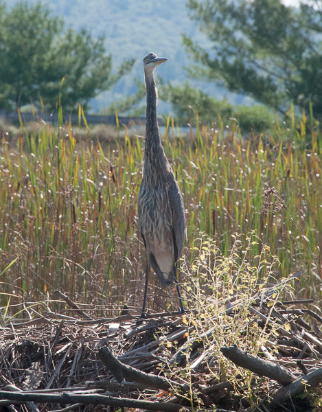 Great blue heron on a beaver lodge with I-91 in the background 
