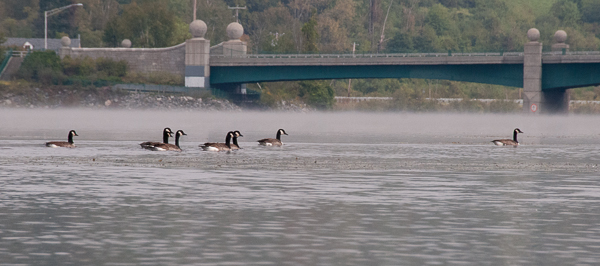 Geese by Ledyard Bridge