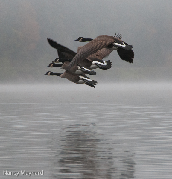Geese flying