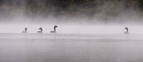 Geese in fog