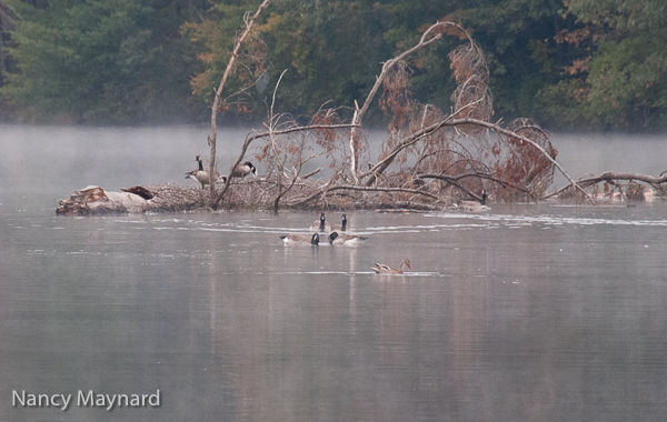 Geese and duck near the log. This log had spent most of the summer near the shore. A few days ago, they let the river get a little higher and it floated off.