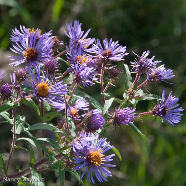 Purple asters 