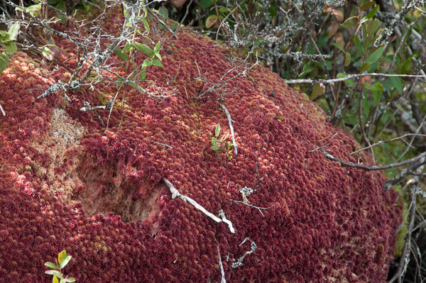 Red moss on a rock