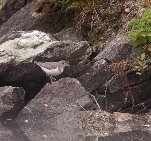 Spotted sandpiper