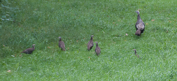 Turkeys in our front yard