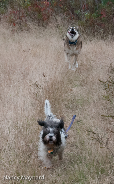 Ellie and Freya coming when called.