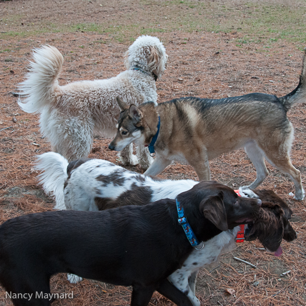 Dogs at Kilowatt Park