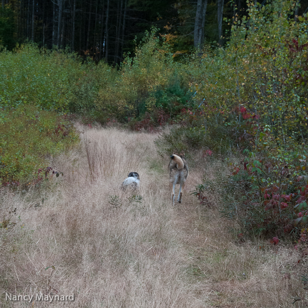 Down the trail 