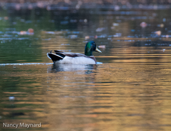 Male mallard