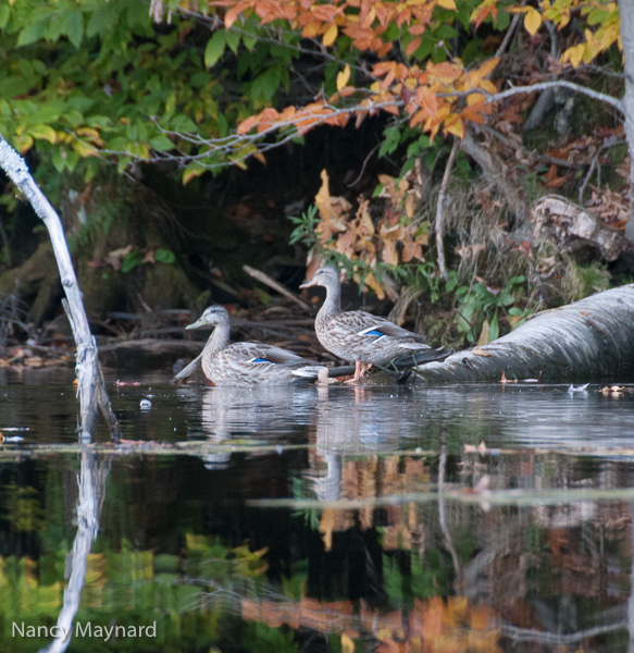 Mallards on a log