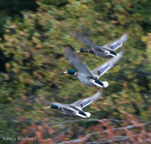 Mallards