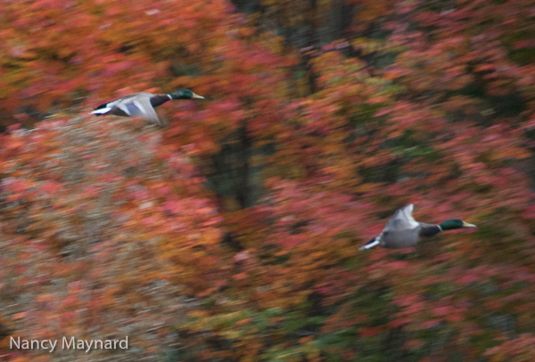 Flying mallards in the fall 