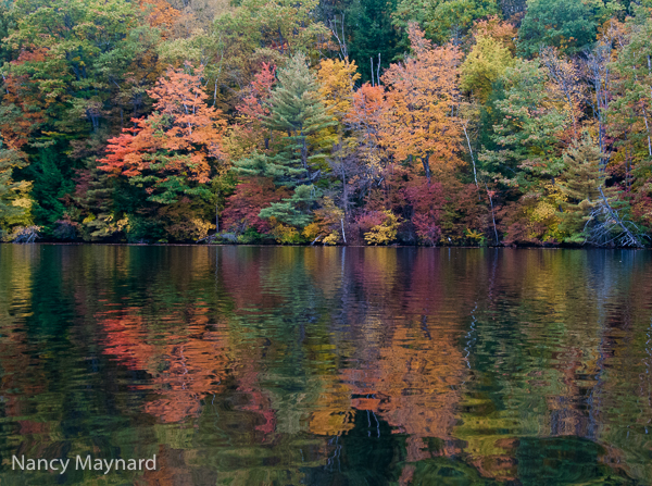 Colorful trees