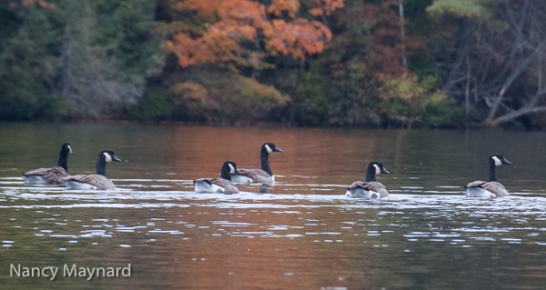 Geese