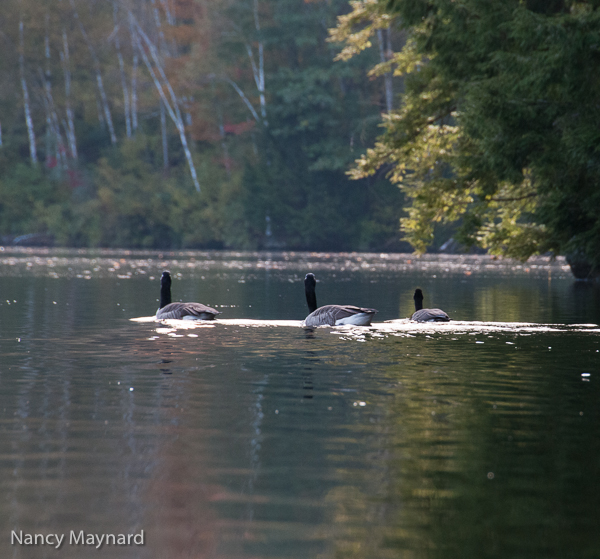 Canadian geese